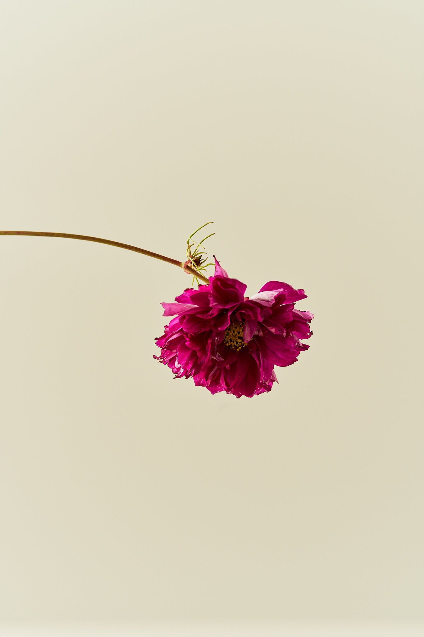 Stolt kavaler 'Double Click Cranberries - frø - 1-årige sommerblomster - til din skærehave her vist på billede 5 fra Frk. Grønt