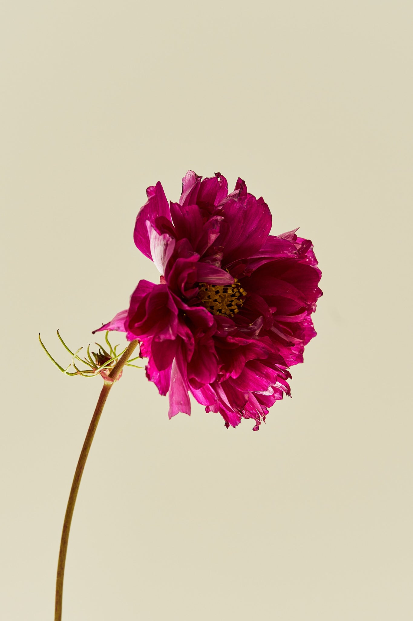 Stolt kavaler 'Double Click Cranberries - frø - 1-årige sommerblomster - til din skærehave her vist på billede 6 fra Frk. Grønt