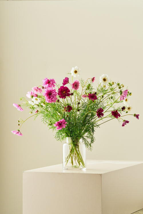 Stolt kavaler 'Double Click Mixture - frø - 1-årige sommerblomster - til din skærehave her vist på billede 1 fra Frk. Grønt