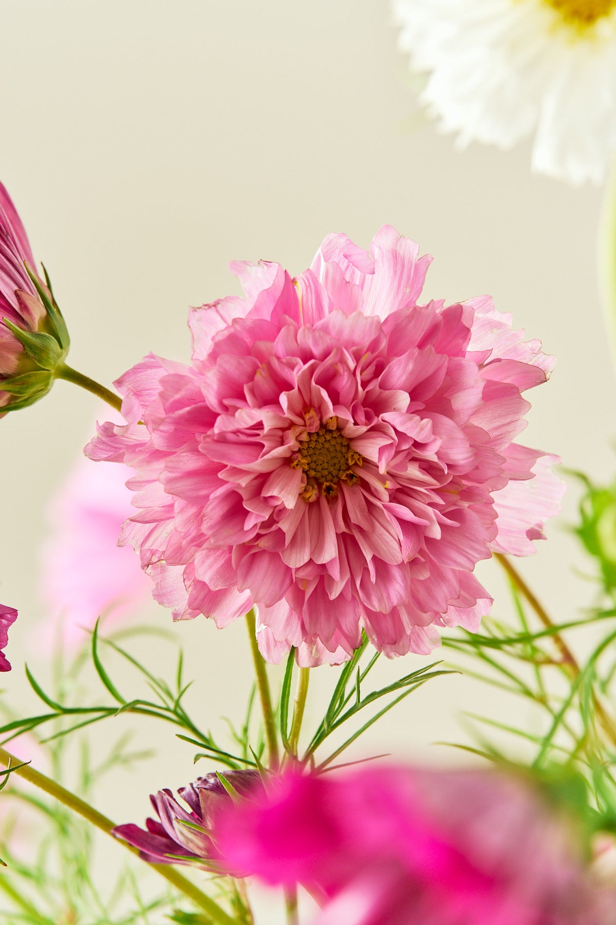 Stolt kavaler 'Double Click Mixture - frø - 1-årige sommerblomster - til din skærehave her vist på billede 2 fra Frk. Grønt