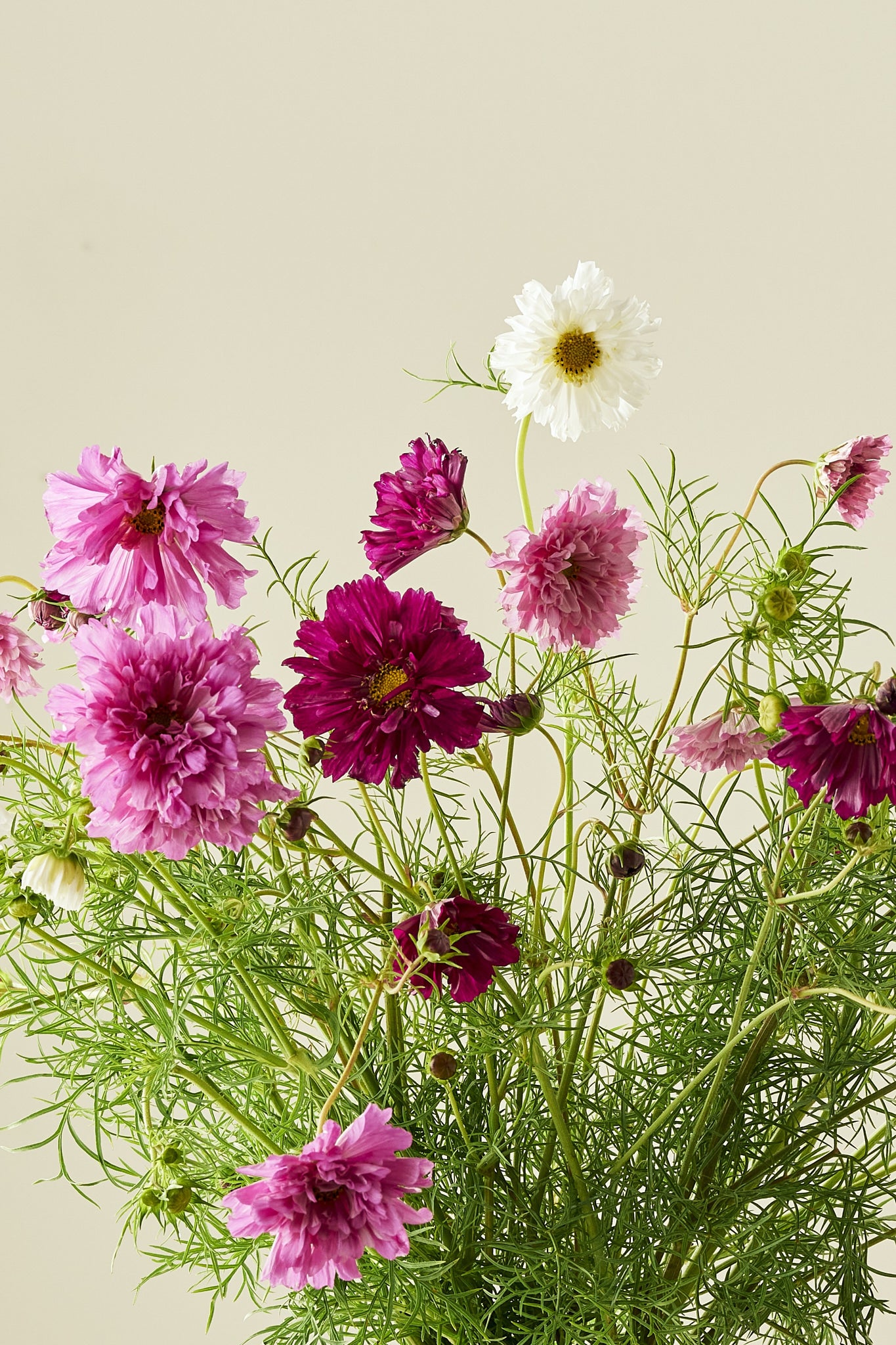 Stolt kavaler 'Double Click Mixture - frø - 1-årige sommerblomster - til din skærehave her vist på billede 3 fra Frk. Grønt