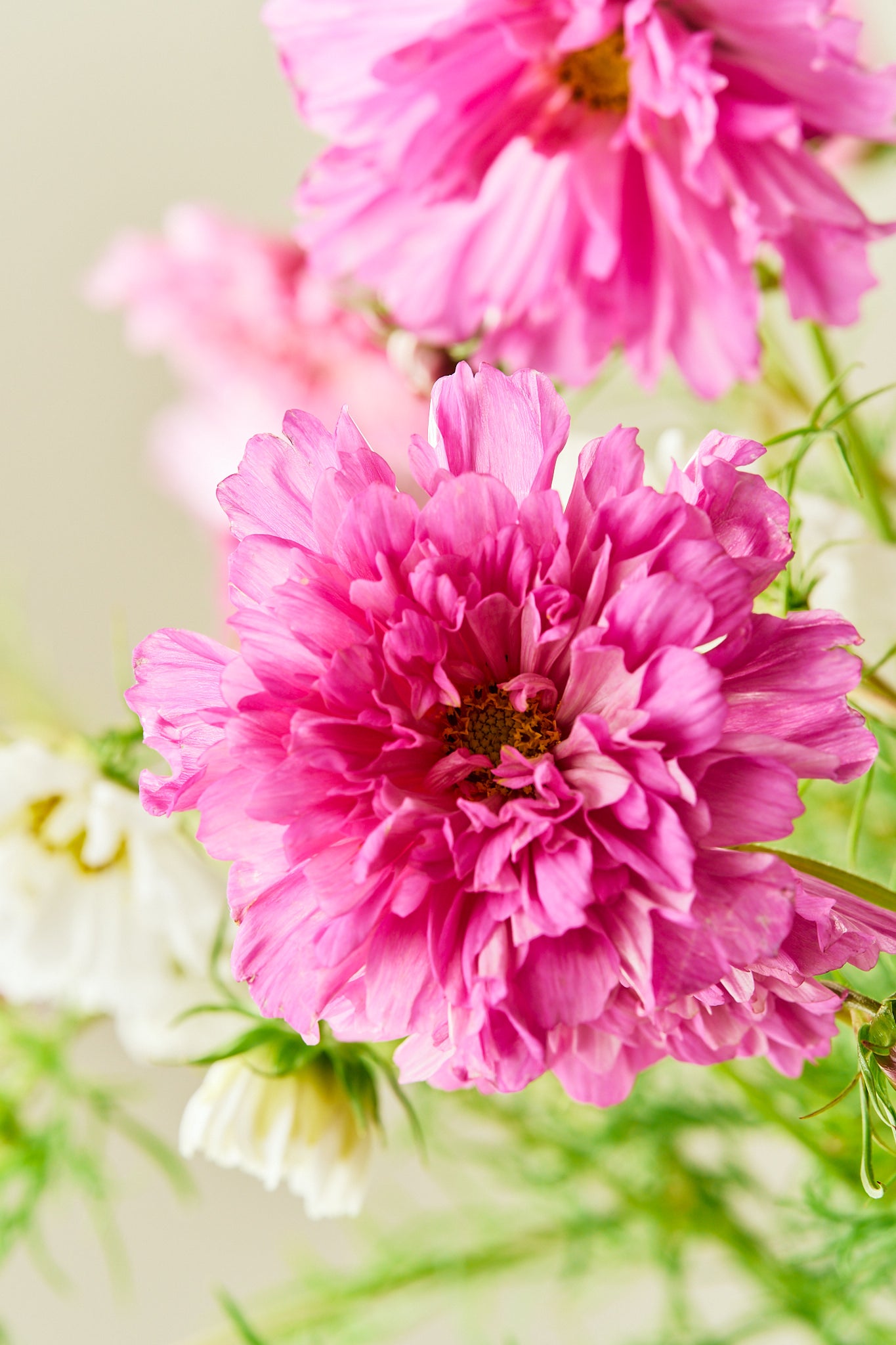 Stolt kavaler 'Double Click Mixture - frø - 1-årige sommerblomster - til din skærehave her vist på billede 4 fra Frk. Grønt