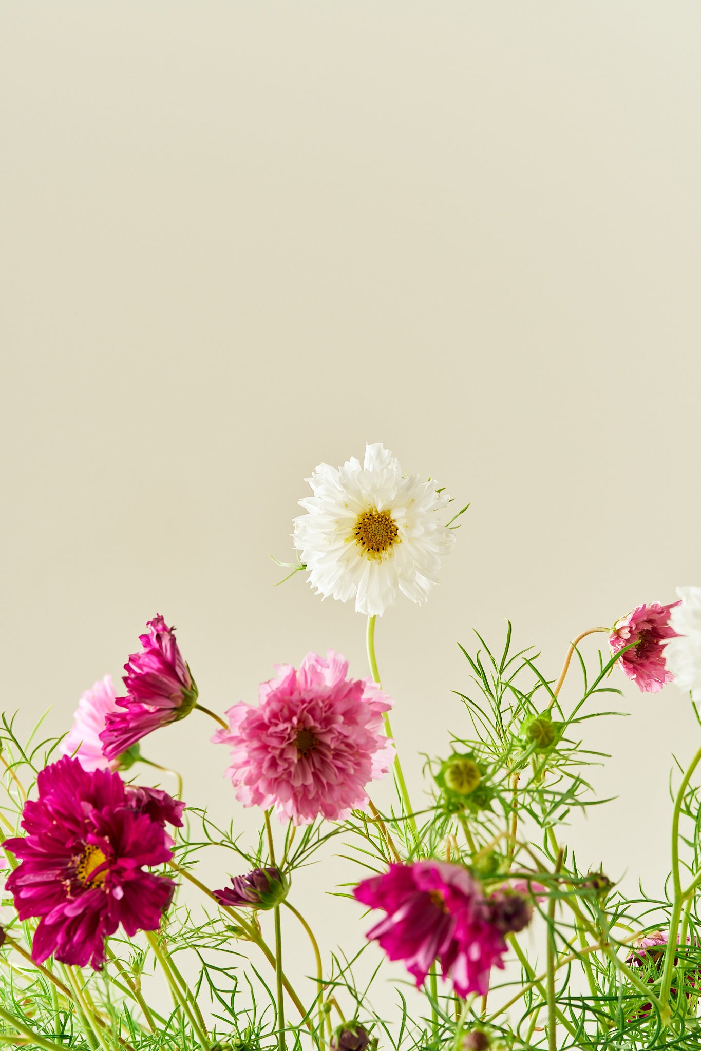 Stolt kavaler 'Double Click Mixture - frø - 1-årige sommerblomster - til din skærehave her vist på billede 5 fra Frk. Grønt