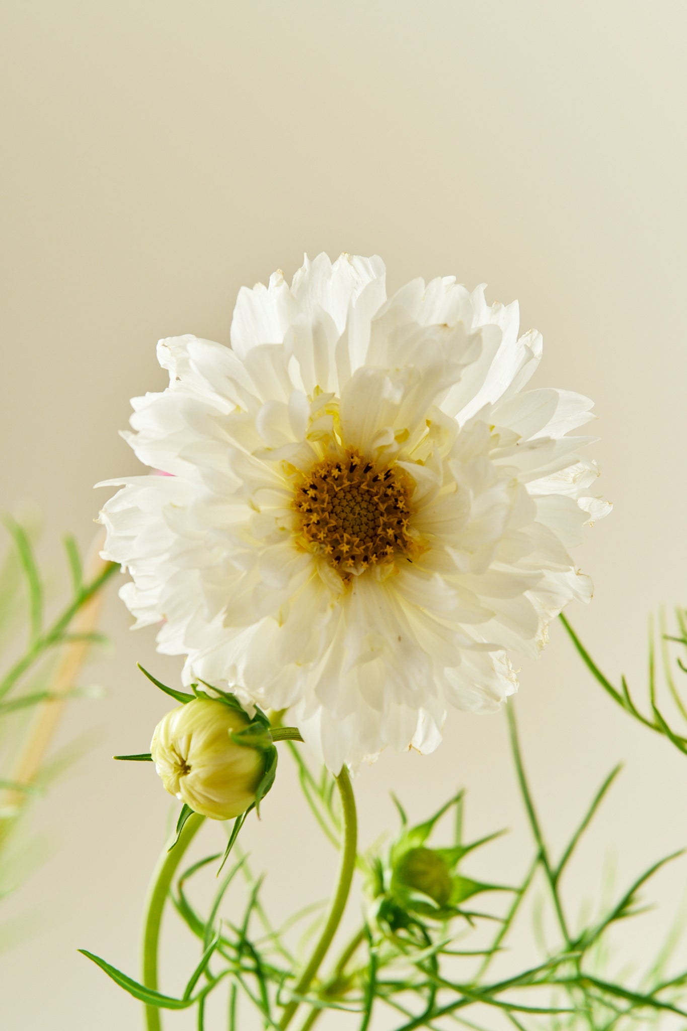 Stolt kavaler 'Double Click Mixture - frø - 1-årige sommerblomster - til din skærehave her vist på billede 6 fra Frk. Grønt