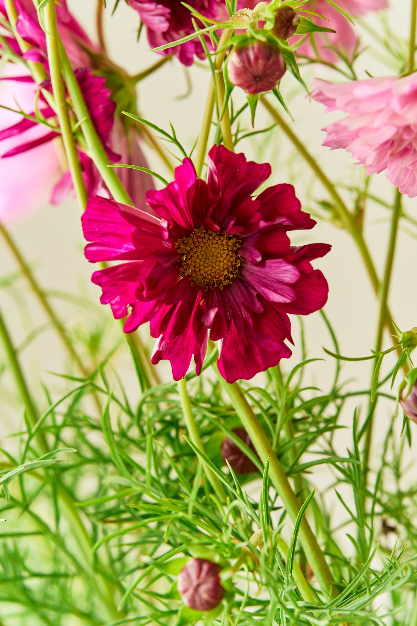 Stolt kavaler 'Double Click Mixture - frø - 1-årige sommerblomster - til din skærehave her vist på billede 7 fra Frk. Grønt