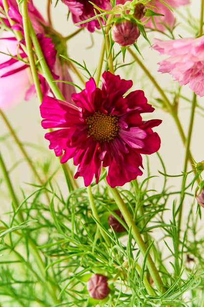 Stolt kavaler 'Double Click Mixture - frø - 1-årige sommerblomster - til din skærehave her vist på billede 7 fra Frk. Grønt