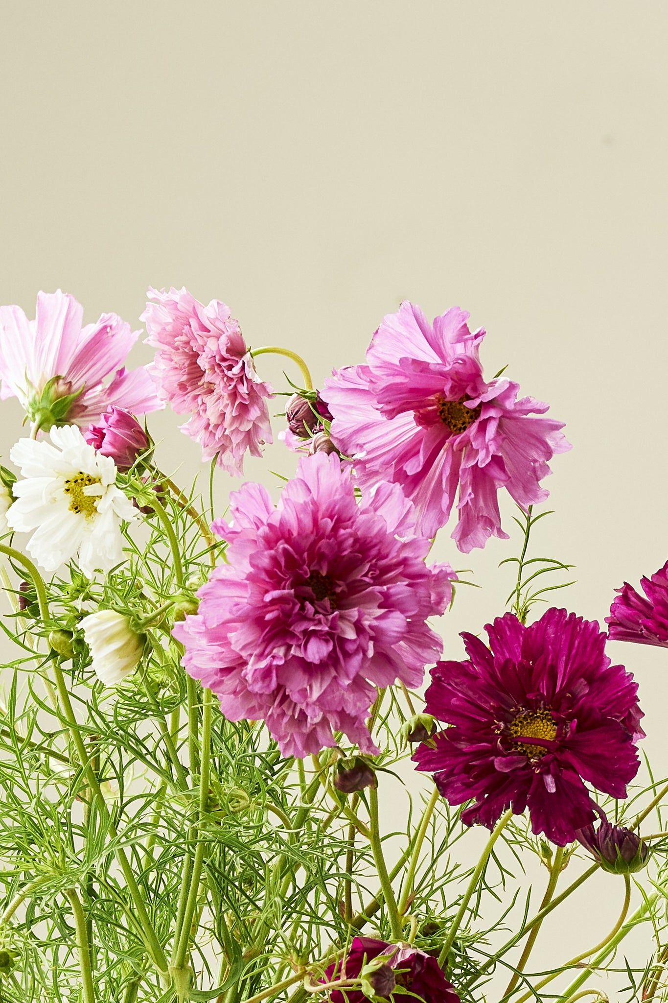 Stolt kavaler 'Double Click Mixture - frø - 1-årige sommerblomster - til din skærehave her vist på billede 8 fra Frk. Grønt