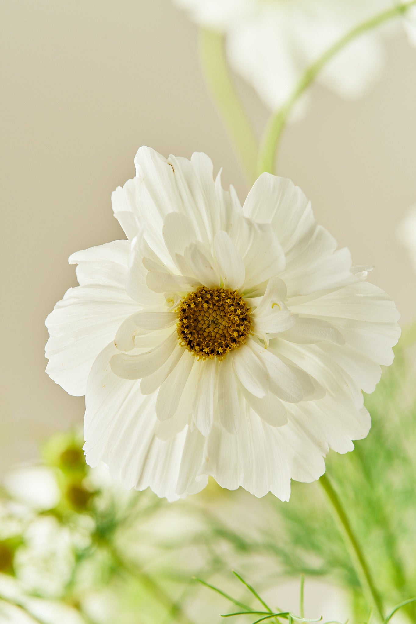Stolt kavaler 'Fizzy White' - frø - 1-årige sommerblomster - til din skærehave her vist på billede 1 fra Frk. Grønt