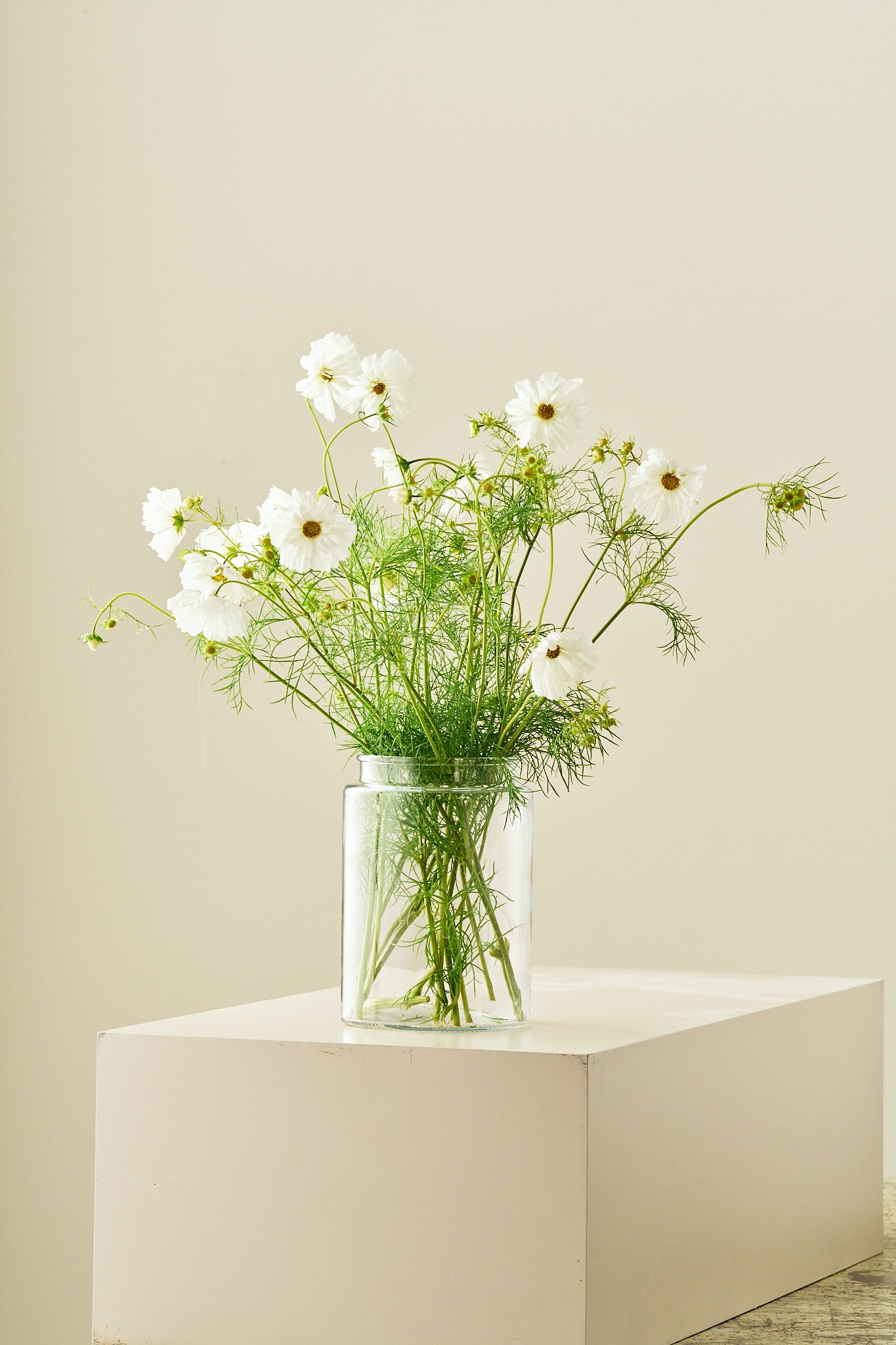 Stolt kavaler 'Fizzy White' - frø - 1-årige sommerblomster - til din skærehave her vist på billede 2 fra Frk. Grønt