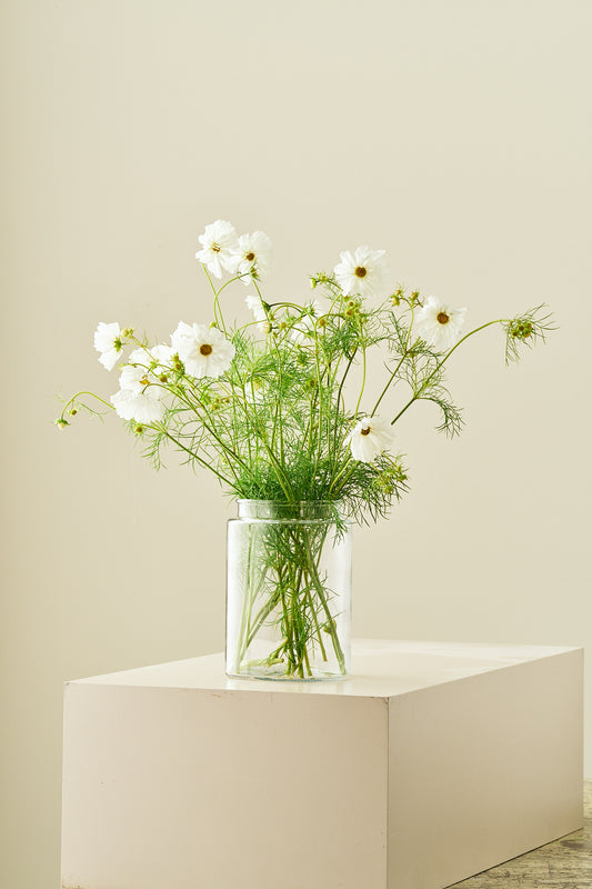 Stolt kavaler 'Fizzy White' - frø - 1-årige sommerblomster - til din skærehave her vist på billede 2 fra Frk. Grønt