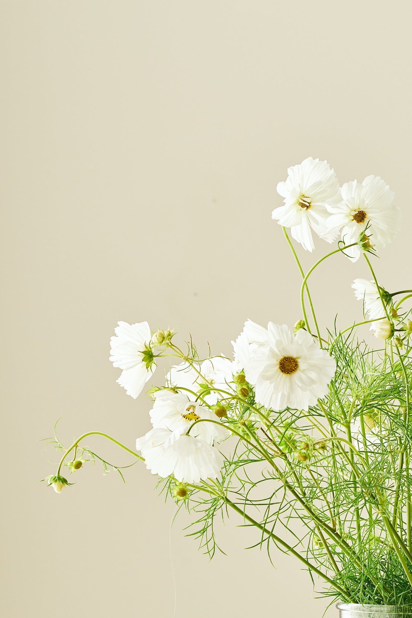 Stolt kavaler 'Fizzy White' - frø - 1-årige sommerblomster - til din skærehave her vist på billede 3 fra Frk. Grønt