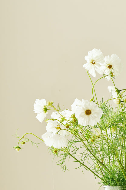 Stolt kavaler 'Fizzy White' - frø - 1-årige sommerblomster - til din skærehave her vist på billede 3 fra Frk. Grønt