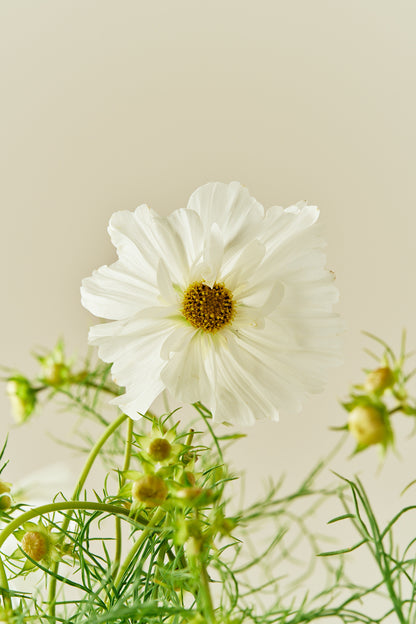 Stolt kavaler 'Fizzy White' - frø - 1-årige sommerblomster - til din skærehave her vist på billede 5 fra Frk. Grønt