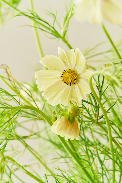 Stolt kavaler 'Kiiro' - frø - 1-årige sommerblomster - til din skærehave her vist på billede 1 fra Frk. Grønt