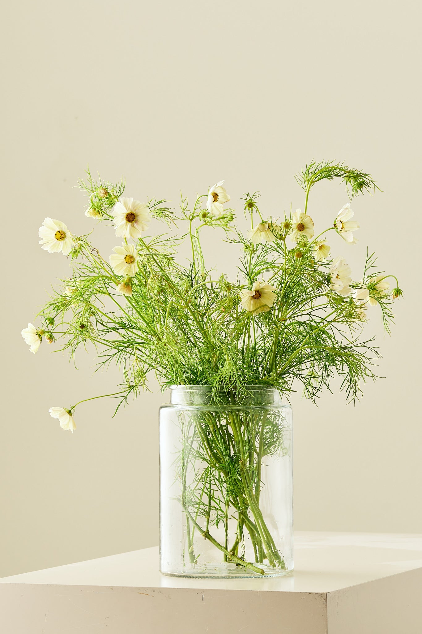 Stolt kavaler 'Kiiro' - frø - 1-årige sommerblomster - til din skærehave her vist på billede 2 fra Frk. Grønt