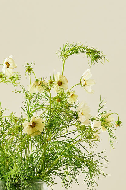 Stolt kavaler 'Kiiro' - frø - 1-årige sommerblomster - til din skærehave her vist på billede 3 fra Frk. Grønt