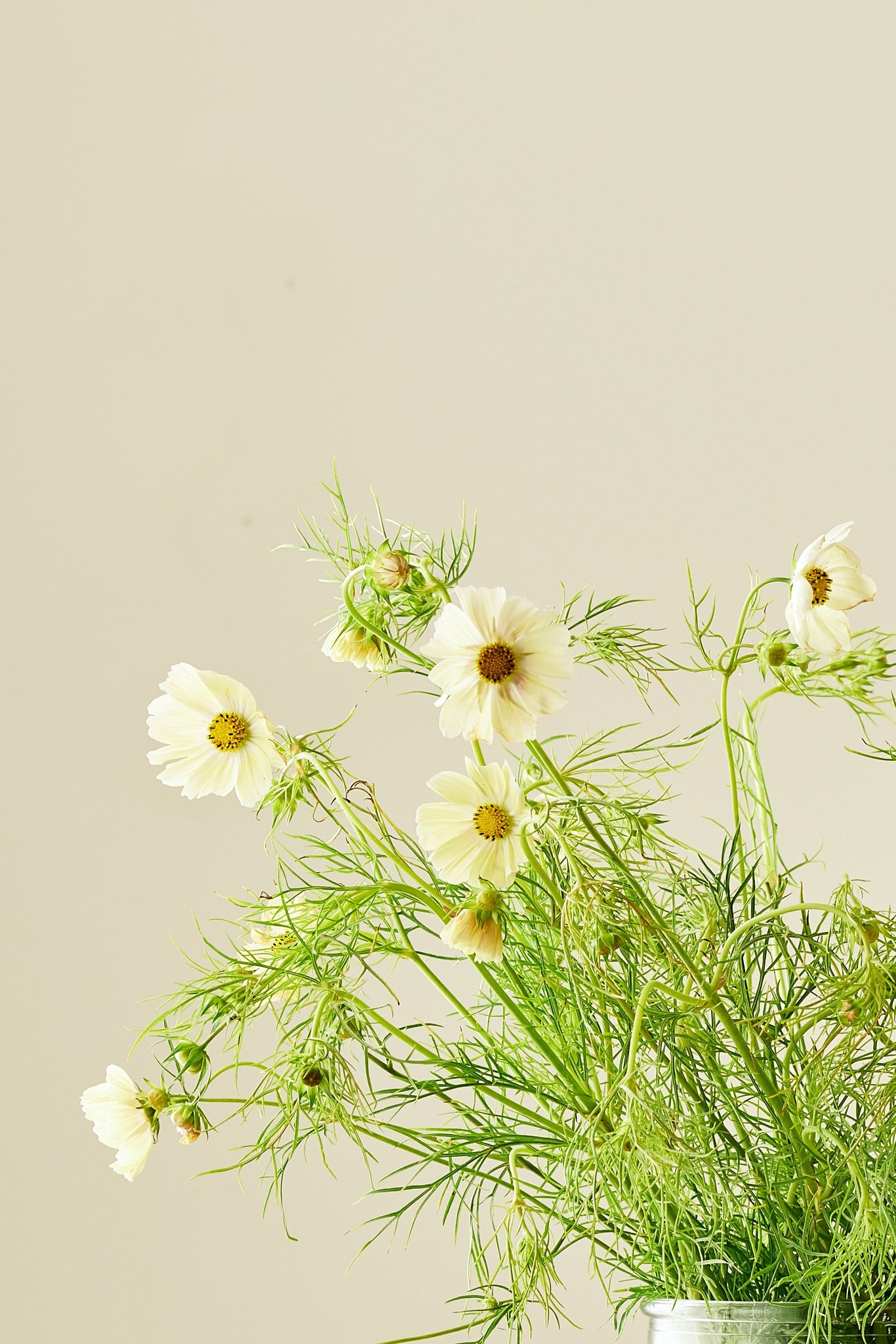 Stolt kavaler 'Kiiro' - frø - 1-årige sommerblomster - til din skærehave her vist på billede 4 fra Frk. Grønt