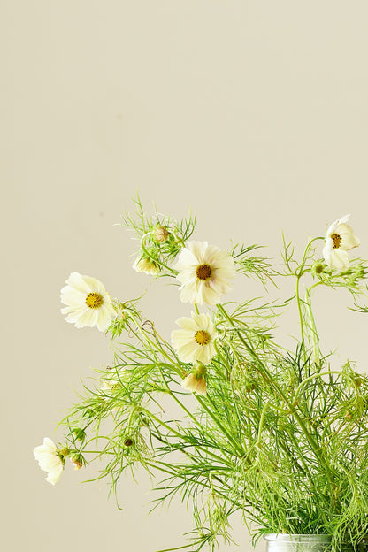 Stolt kavaler 'Kiiro' - frø - 1-årige sommerblomster - til din skærehave her vist på billede 4 fra Frk. Grønt