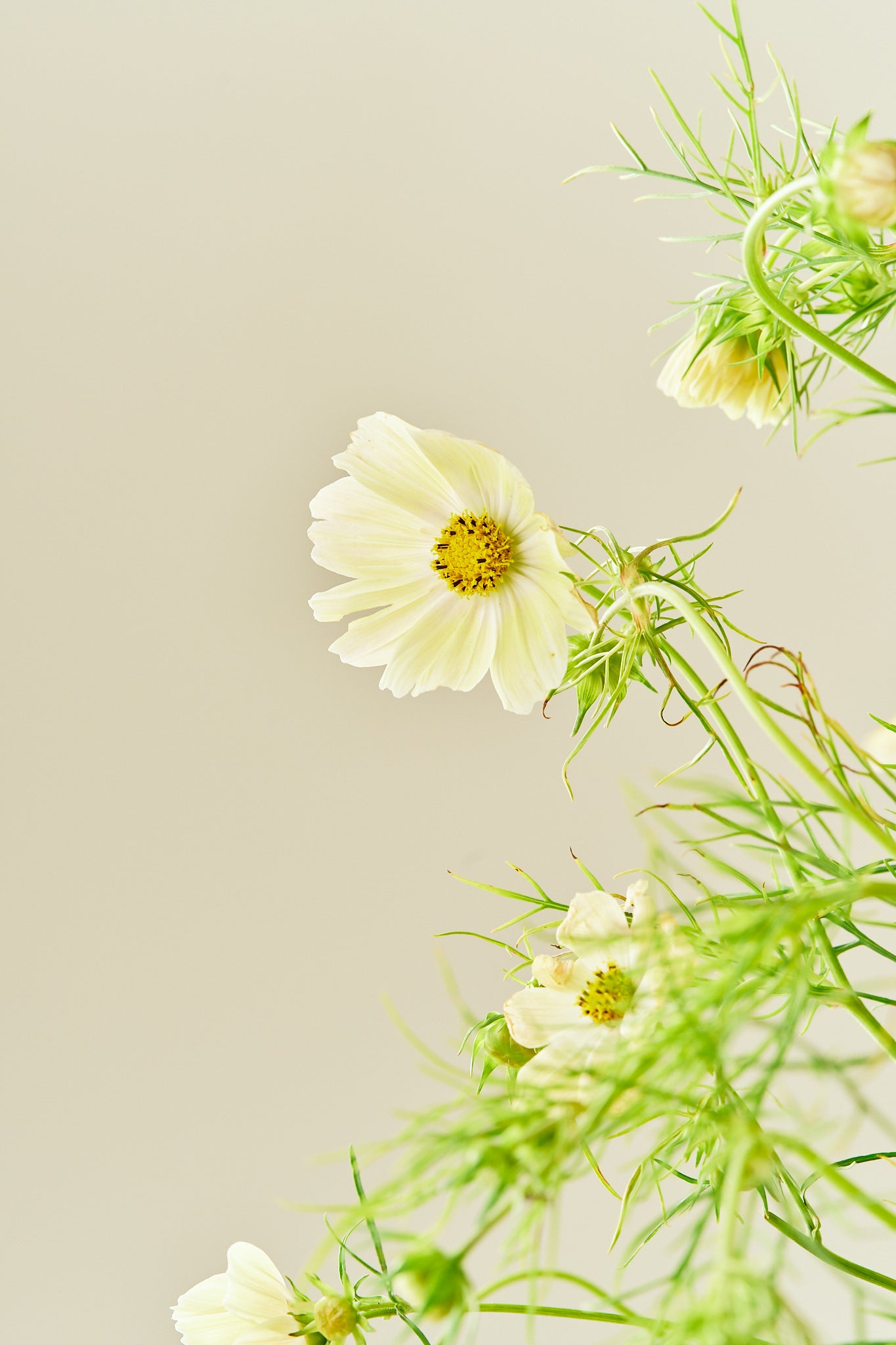 Stolt kavaler 'Kiiro' - frø - 1-årige sommerblomster - til din skærehave her vist på billede 5 fra Frk. Grønt