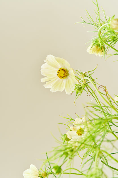 Stolt kavaler 'Kiiro' - frø - 1-årige sommerblomster - til din skærehave her vist på billede 5 fra Frk. Grønt