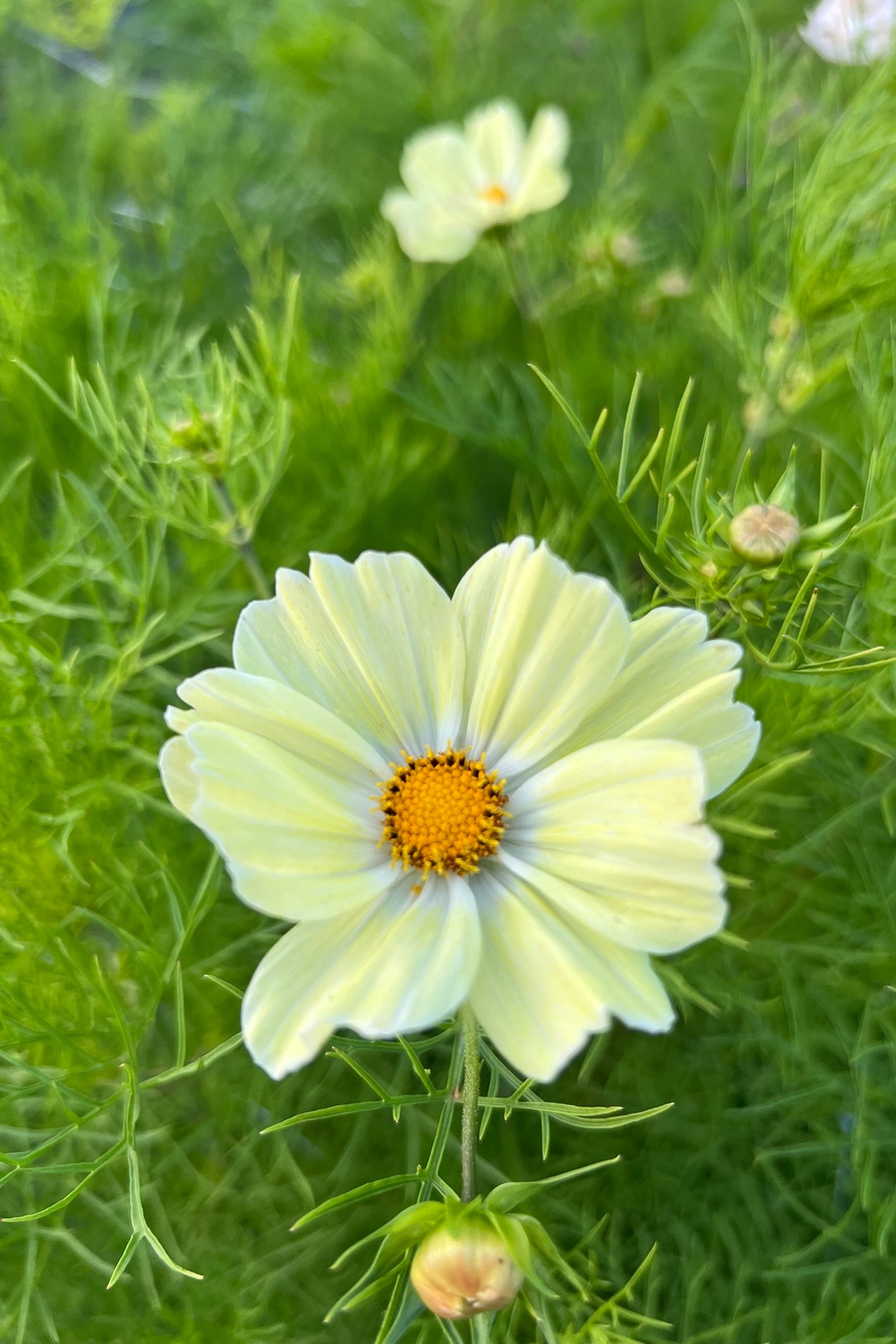 Stolt kavaler 'Kiiro' - frø - 1-årige sommerblomster - til din skærehave her vist på billede 6 fra Frk. Grønt