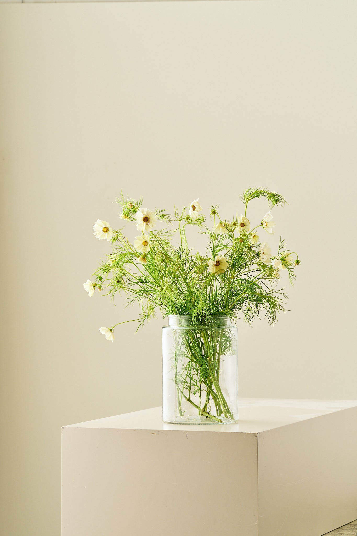 Stolt kavaler 'Kiiro' - frø - 1-årige sommerblomster - til din skærehave her vist på billede 7 fra Frk. Grønt