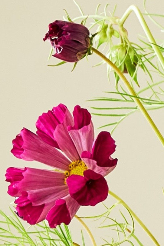 Stolt kavaler 'Sea Shells Red' - frø - 1-årige sommerblomster - til din skærehave her vist på billede 1 fra Frk. Grønt