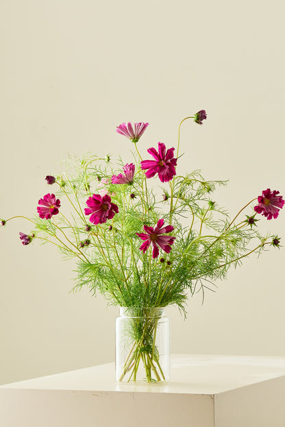 Stolt kavaler 'Sea Shells Red' - frø - 1-årige sommerblomster - til din skærehave her vist på billede 2 fra Frk. Grønt