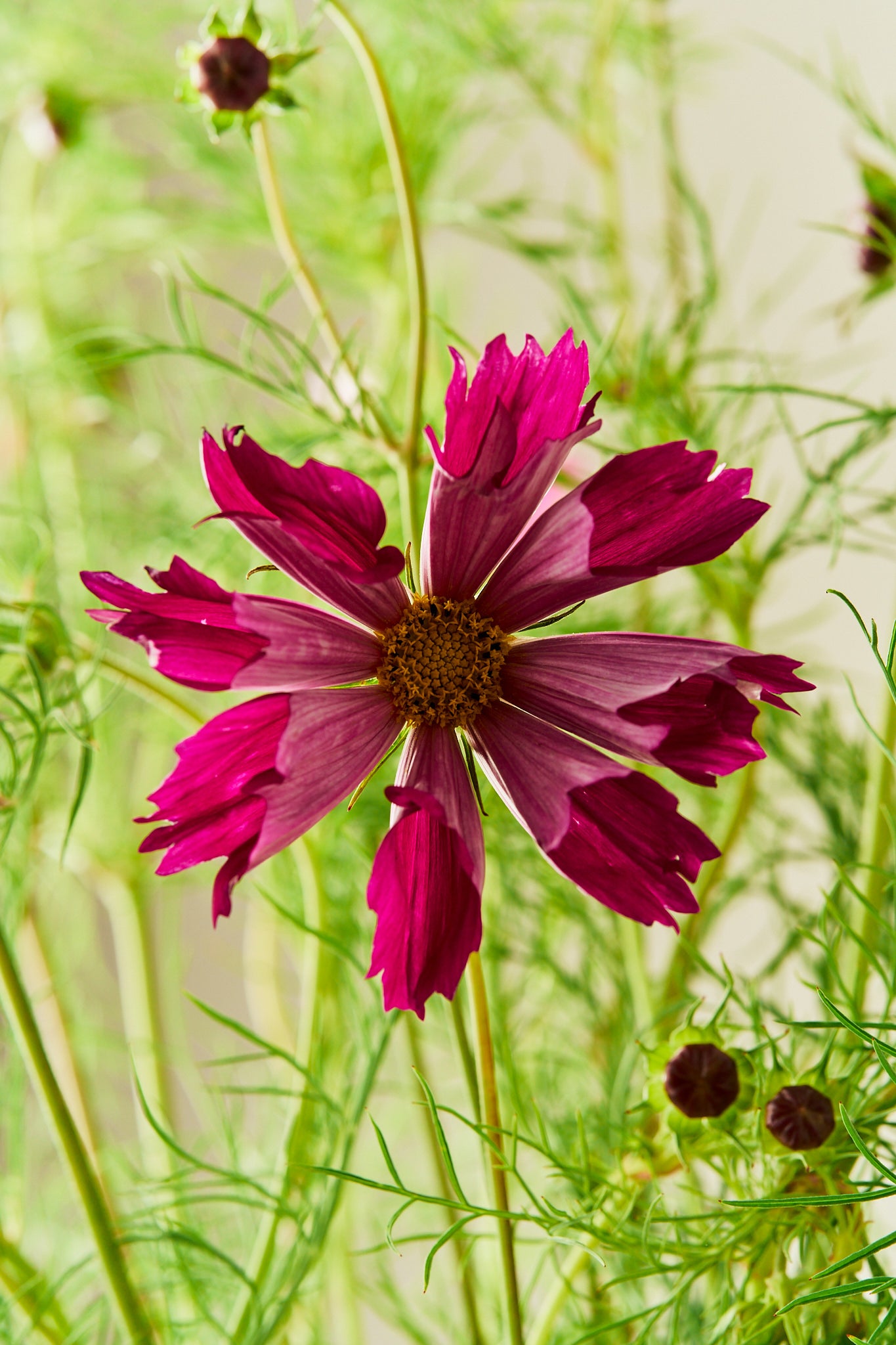 Stolt kavaler 'Sea Shells Red' - frø - 1-årige sommerblomster - til din skærehave her vist på billede 3 fra Frk. Grønt