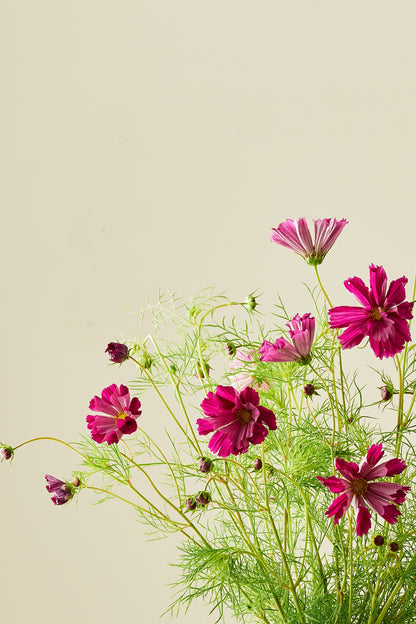 Stolt kavaler 'Sea Shells Red' - frø - 1-årige sommerblomster - til din skærehave her vist på billede 4 fra Frk. Grønt