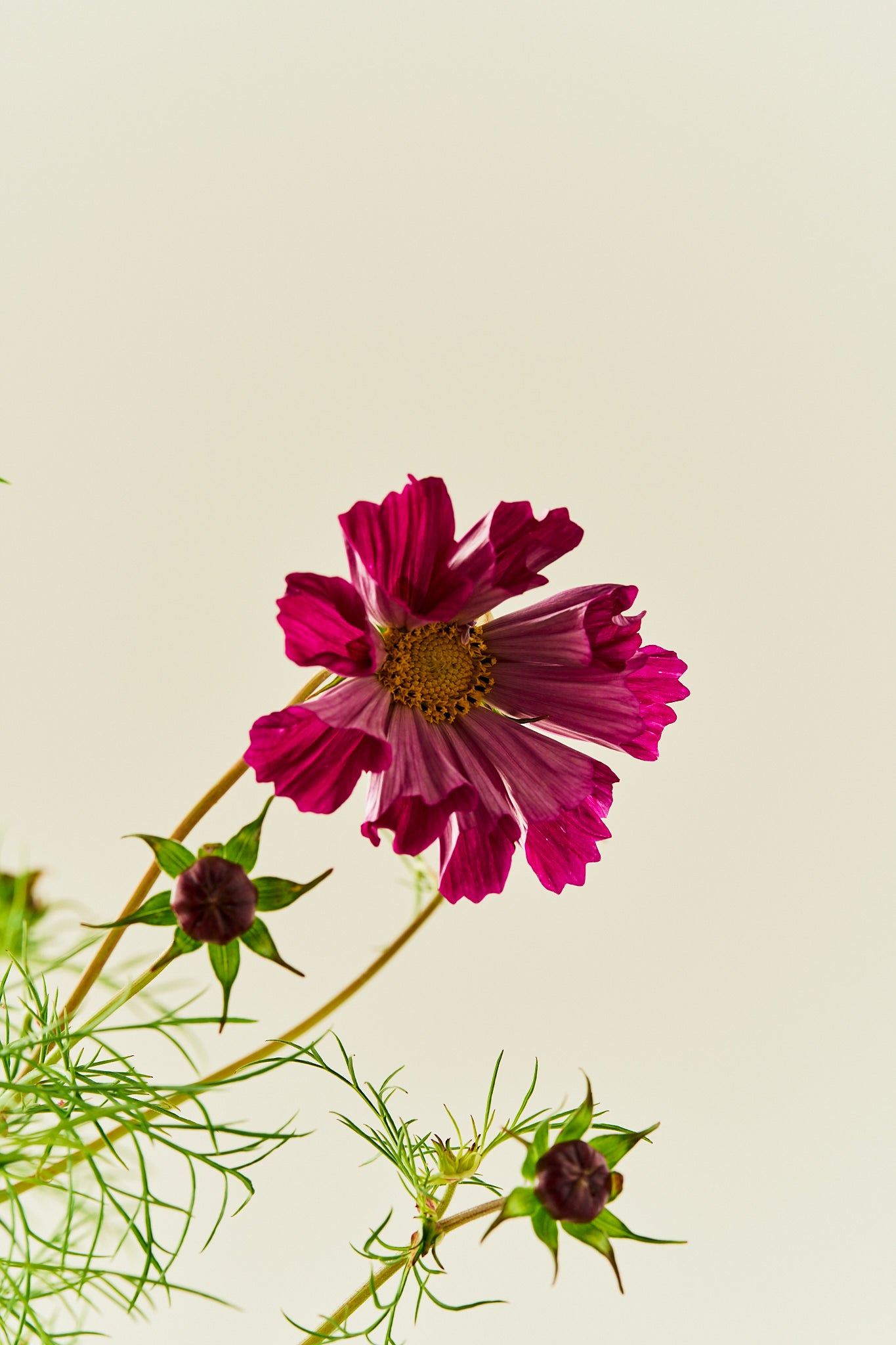 Stolt kavaler 'Sea Shells Red' - frø - 1-årige sommerblomster - til din skærehave her vist på billede 5 fra Frk. Grønt