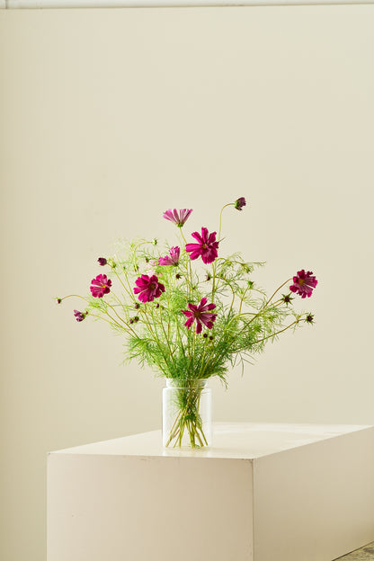 Stolt kavaler 'Sea Shells Red' - frø - 1-årige sommerblomster - til din skærehave her vist på billede 6 fra Frk. Grønt