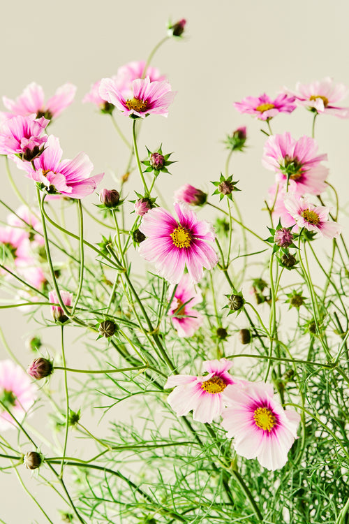 Stolt kavaler 'Sensation Daydream' - frø - 1-årige sommerblomster - til din skærehave her vist på billede 1 fra Frk. Grønt