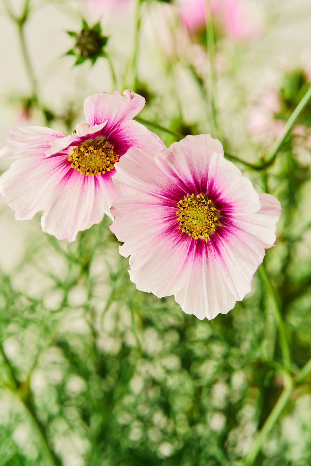 Stolt kavaler 'Sensation Daydream' - frø - 1-årige sommerblomster - til din skærehave her vist på billede 2 fra Frk. Grønt