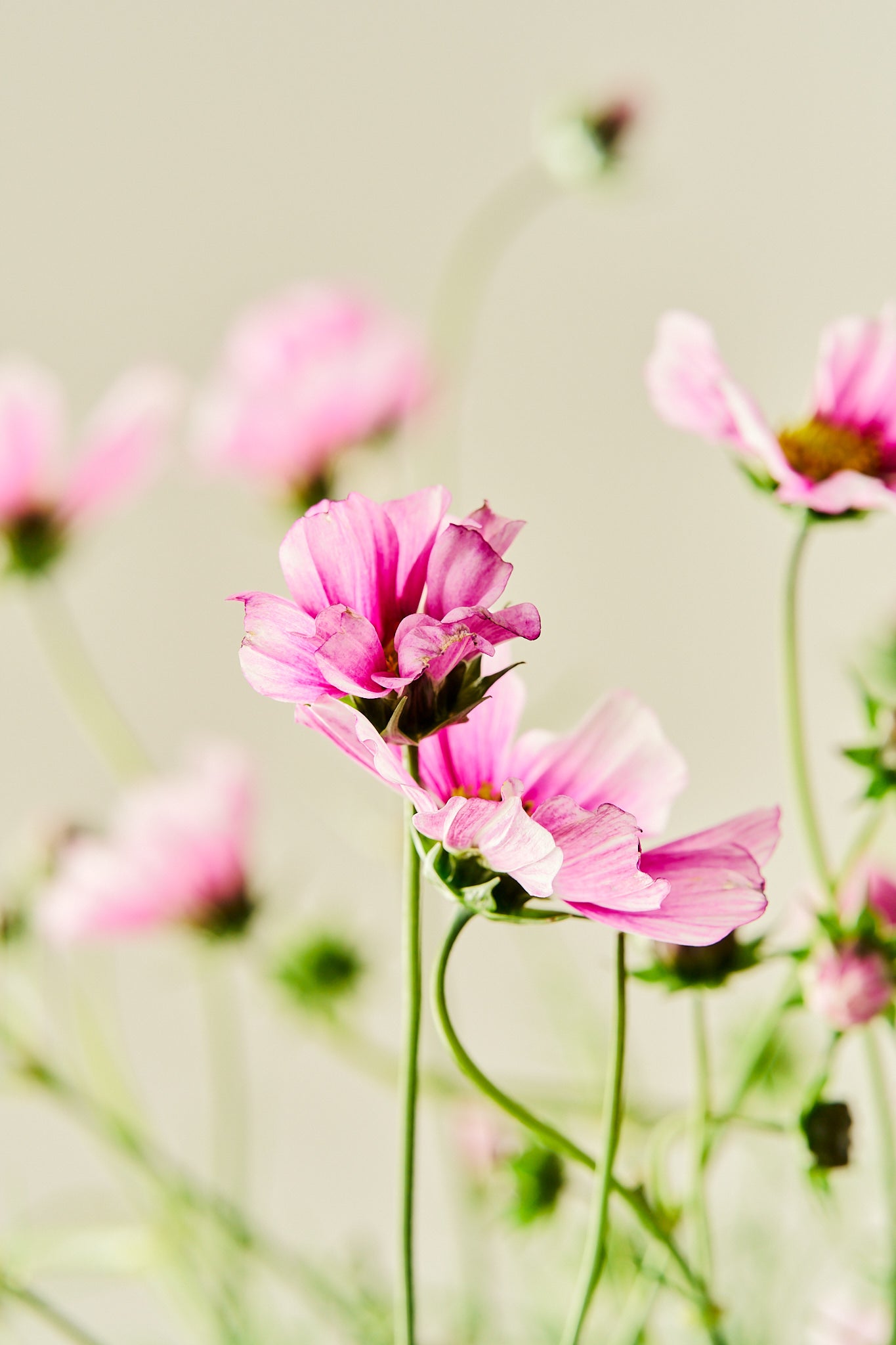 Stolt kavaler 'Sensation Daydream' - frø - 1-årige sommerblomster - til din skærehave her vist på billede 3 fra Frk. Grønt