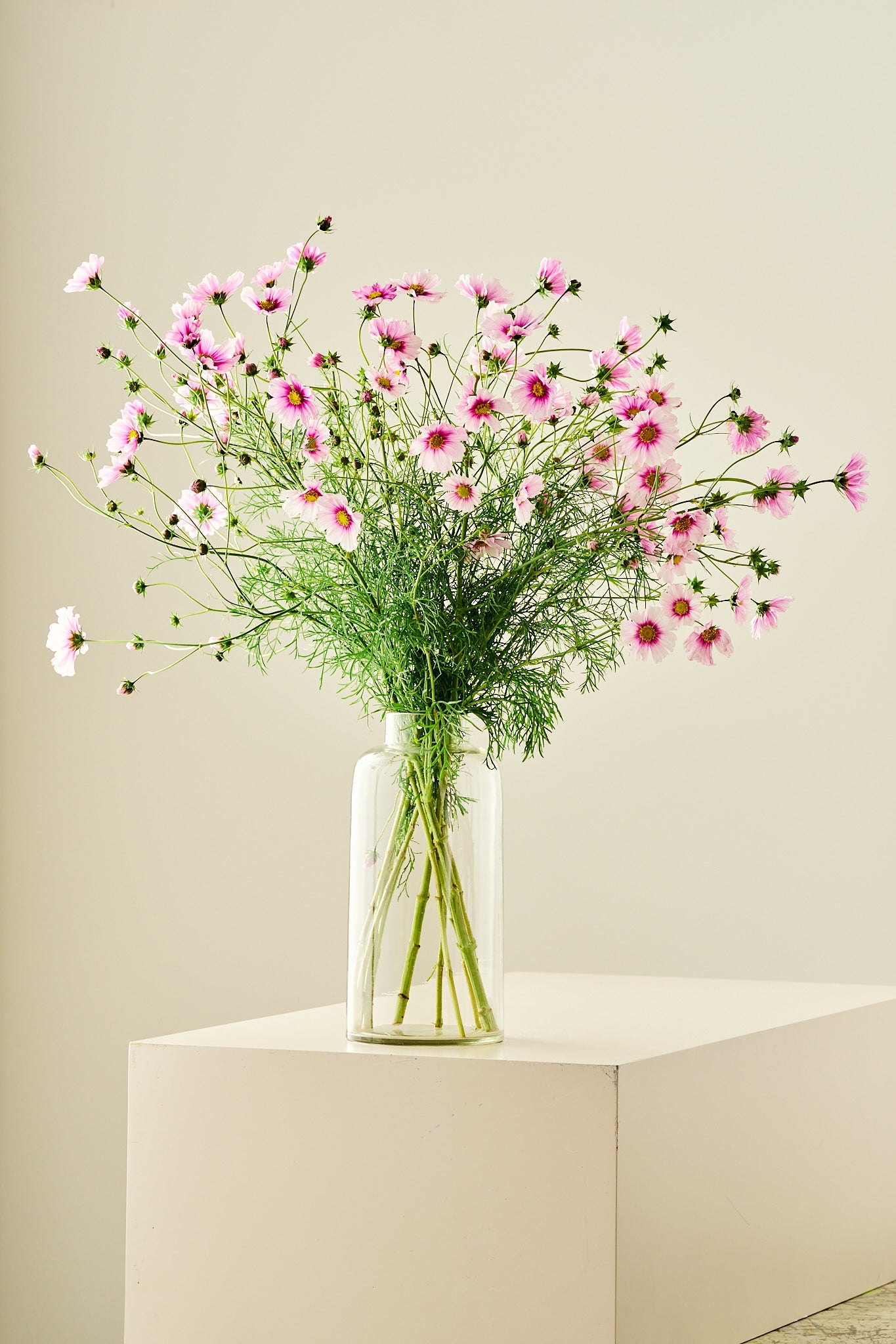 Stolt kavaler 'Sensation Daydream' - frø - 1-årige sommerblomster - til din skærehave her vist på billede 4 fra Frk. Grønt