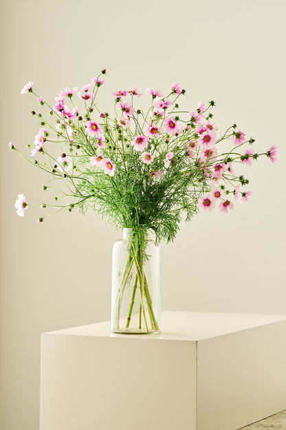 Stolt kavaler 'Sensation Daydream' - frø - 1-årige sommerblomster - til din skærehave her vist på billede 4 fra Frk. Grønt