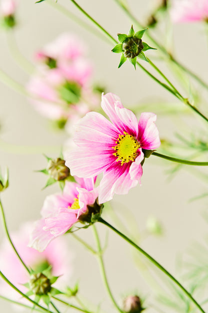 Stolt kavaler 'Sensation Daydream' - frø - 1-årige sommerblomster - til din skærehave her vist på billede 6 fra Frk. Grønt