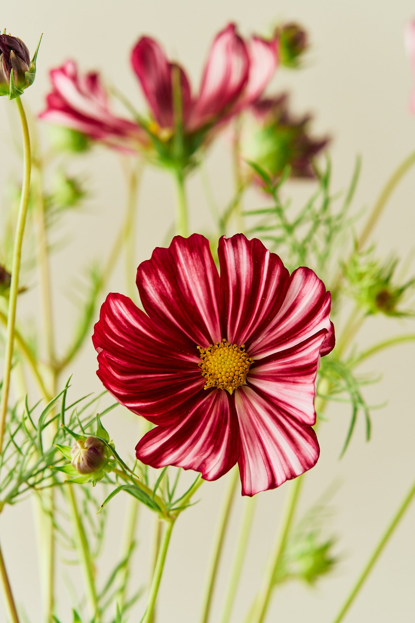 Stolt kavaler 'Velouette' - frø - 1-årige sommerblomster - til din skærehave her vist på billede 1 fra Frk. Grønt
