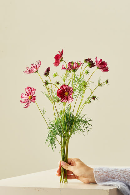 Stolt kavaler 'Velouette' - frø - 1-årige sommerblomster - til din skærehave her vist på billede 2 fra Frk. Grønt