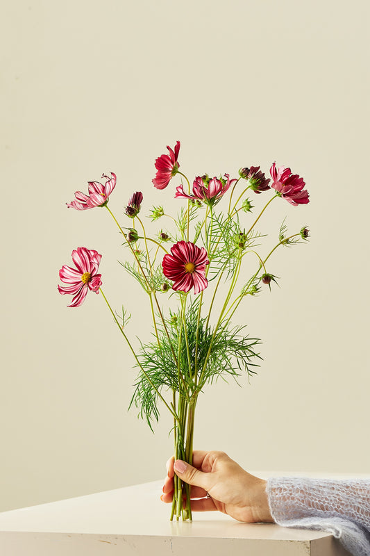 Stolt kavaler 'Velouette' - frø - 1-årige sommerblomster - til din skærehave her vist på billede 2 fra Frk. Grønt