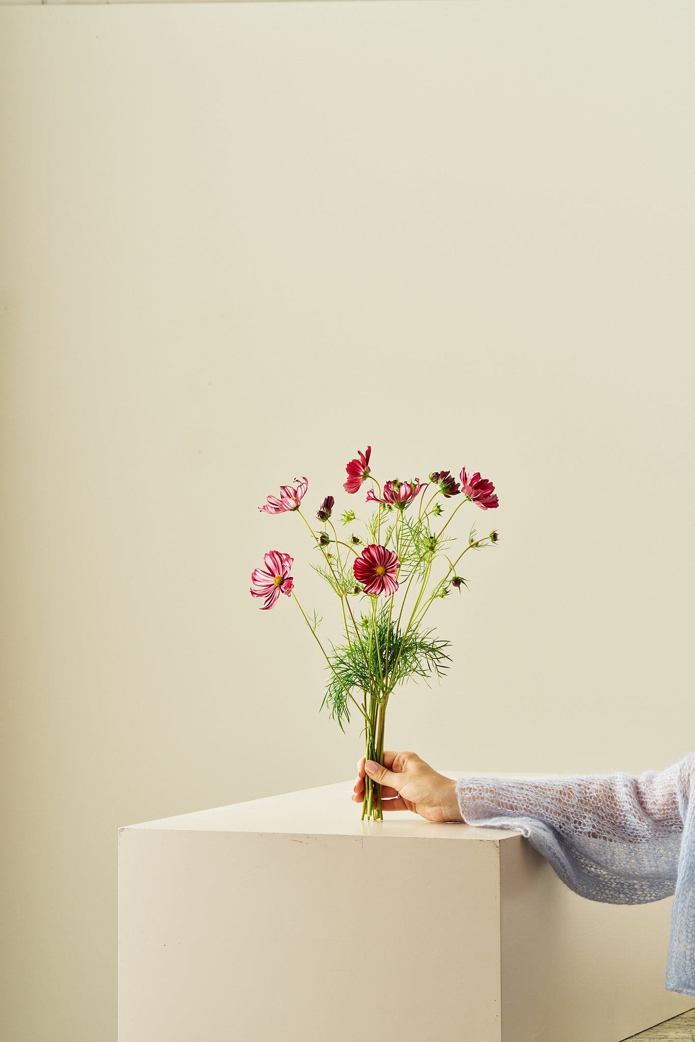 Stolt kavaler 'Velouette' - frø - 1-årige sommerblomster - til din skærehave her vist på billede 4 fra Frk. Grønt
