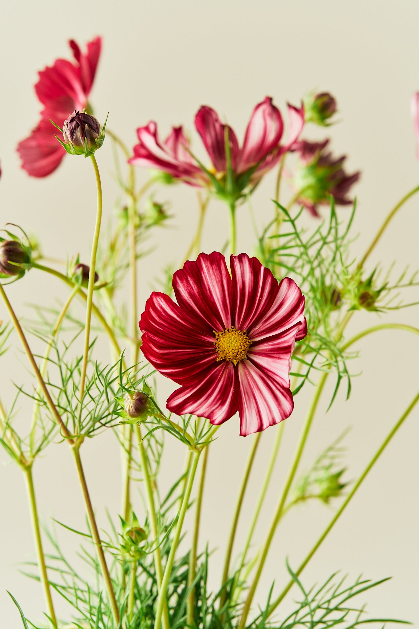 Stolt kavaler 'Velouette' - frø - 1-årige sommerblomster - til din skærehave her vist på billede 5 fra Frk. Grønt