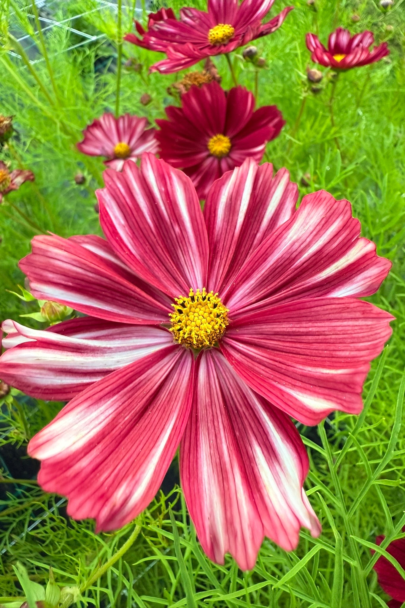 Stolt kavaler 'Velouette' - frø - 1-årige sommerblomster - til din skærehave her vist på billede 6 fra Frk. Grønt