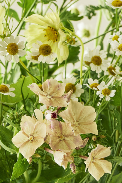 Summer Breeze - Buketforslag - til din skærehave her vist på billede 2 fra Frk. Grønt