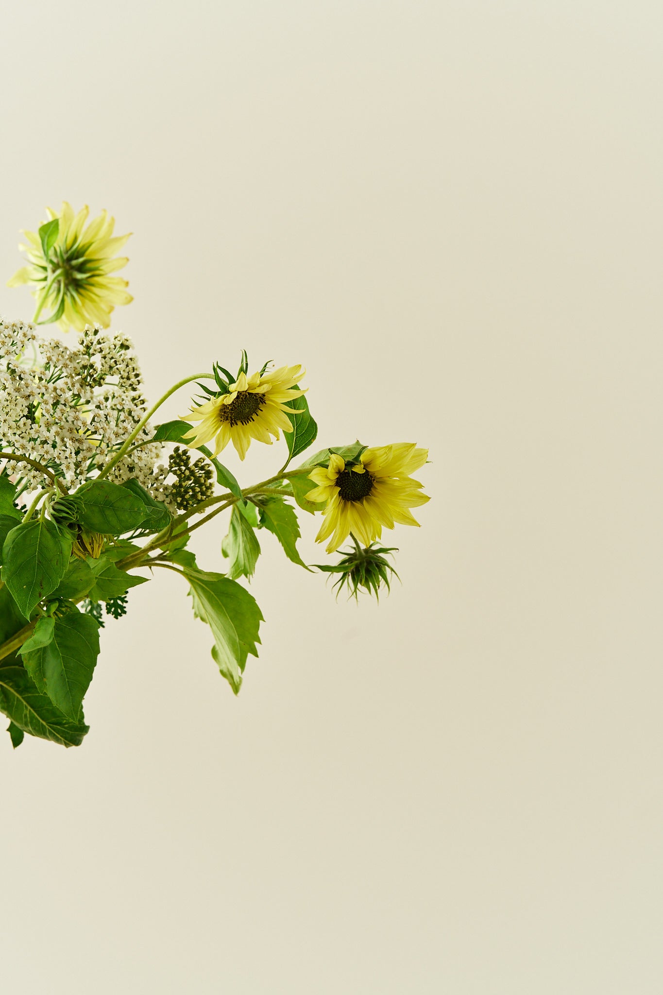 Summer Breeze - Buketforslag - til din skærehave her vist på billede 6 fra Frk. Grønt