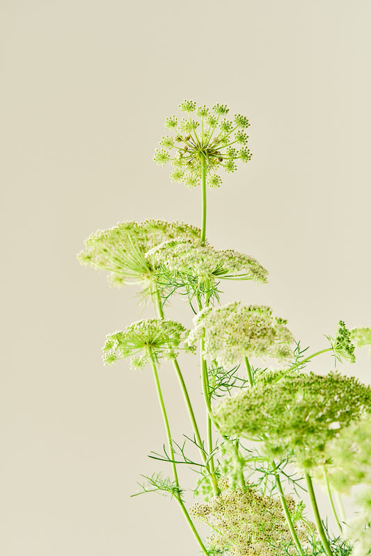 Tandstikkerurt 'Casablanca' - frø - 1-årige sommerblomster - til din skærehave her vist på billede 1 fra Frk. Grønt