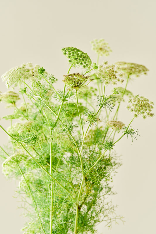 Tandstikkerurt 'Casablanca' - frø - 1-årige sommerblomster - til din skærehave her vist på billede 2 fra Frk. Grønt