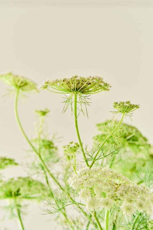 Tandstikkerurt 'Green Mist' - frø - 1-årige sommerblomster - til din skærehave her vist på billede 1 fra Frk. Grønt