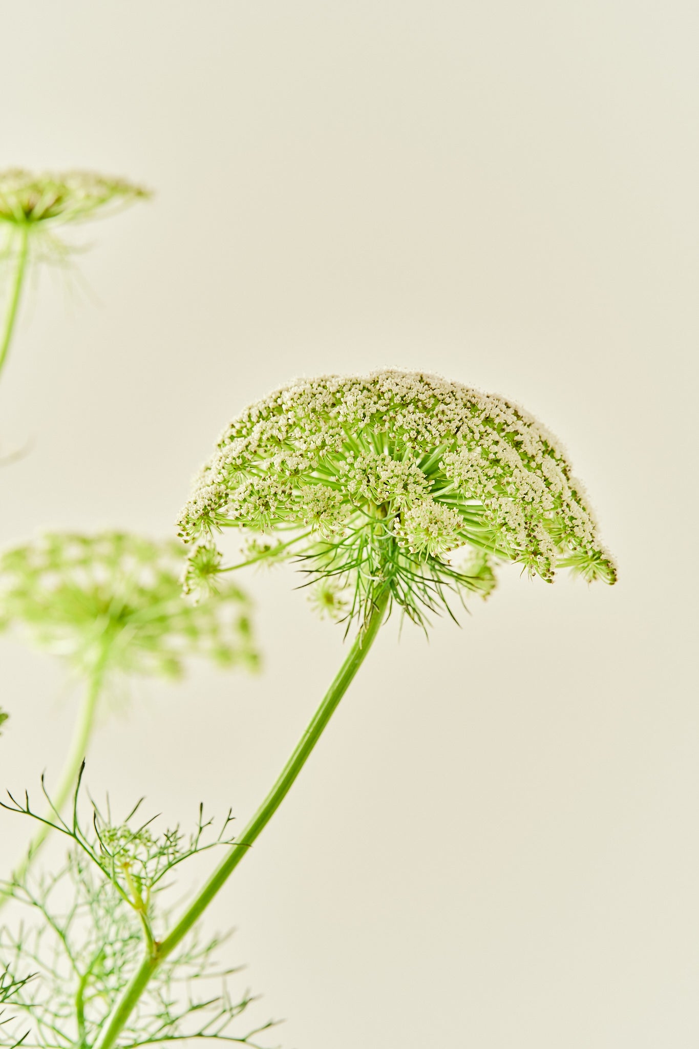 Tandstikkerurt 'Green Mist' - frø - 1-årige sommerblomster - til din skærehave her vist på billede 2 fra Frk. Grønt